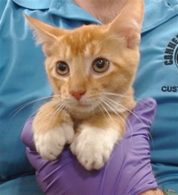 George - Domestic Short Hair