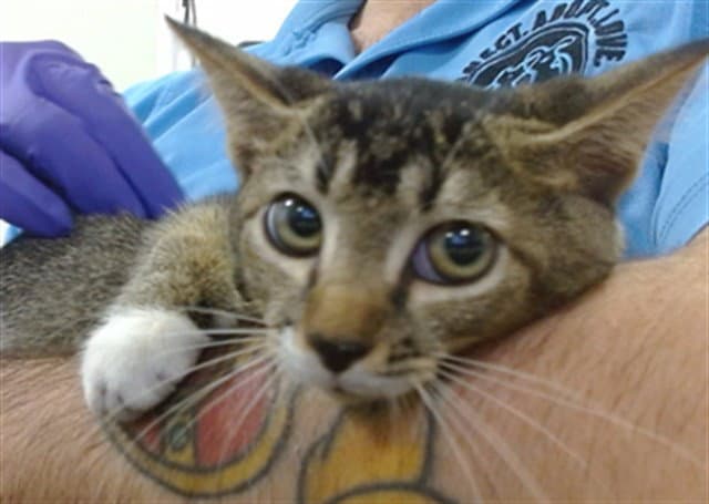 Brenda - Domestic Short Hair