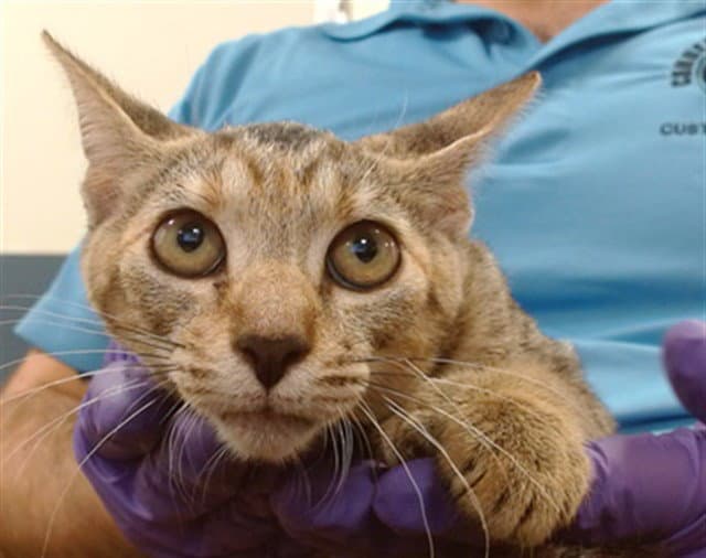 Solange - Domestic Short Hair