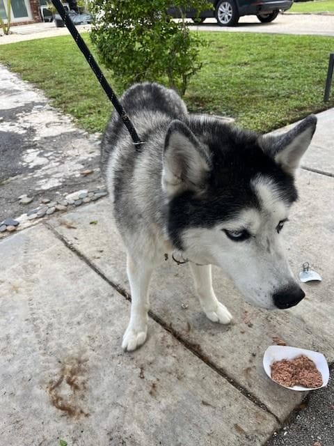 Pat - Siberian Husky