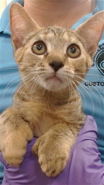 Marina - Domestic Short Hair