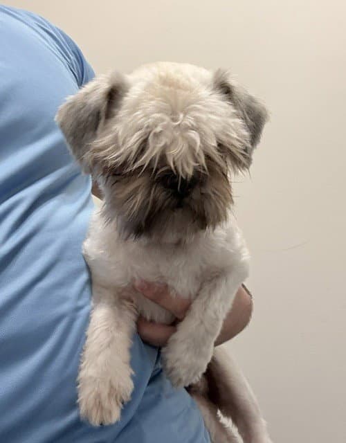 Charlie - Shih Tzu