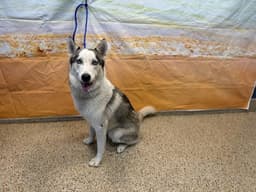 Sally image 1
