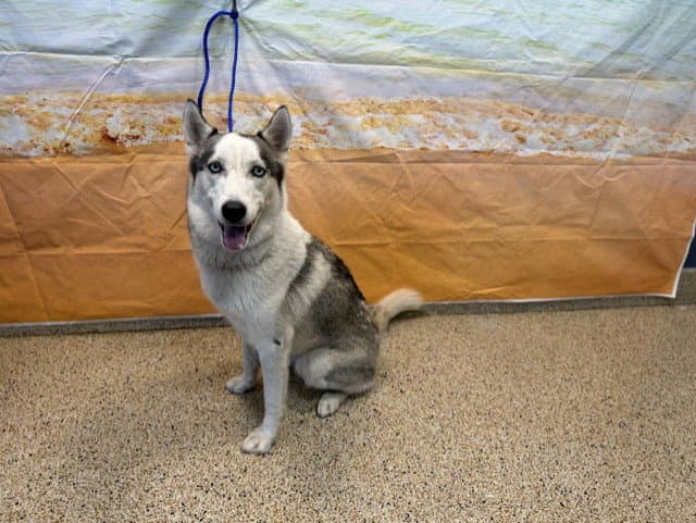 Sally - Siberian Husky