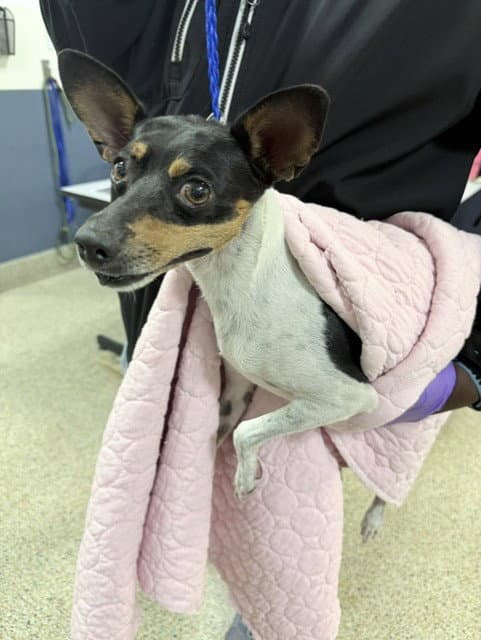 John - Rat Terrier