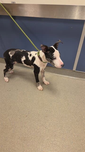 Squirt - Catahoula Leopard Dog