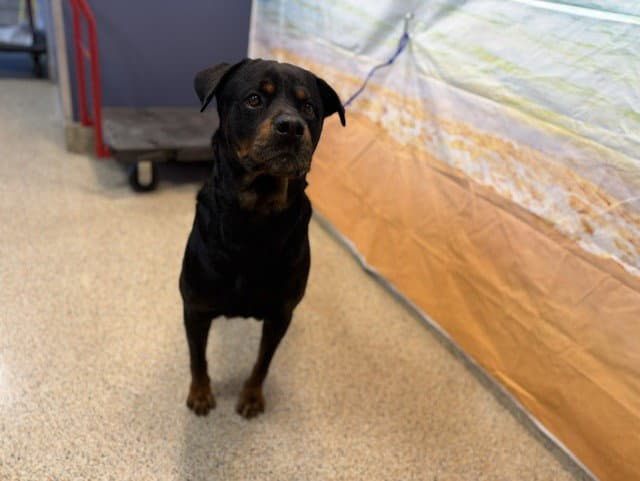 Rex - Rottweiler