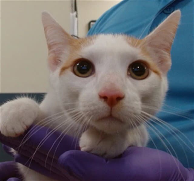 Winston - Domestic Short Hair