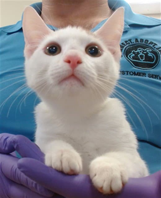 Wyatt - Domestic Short Hair