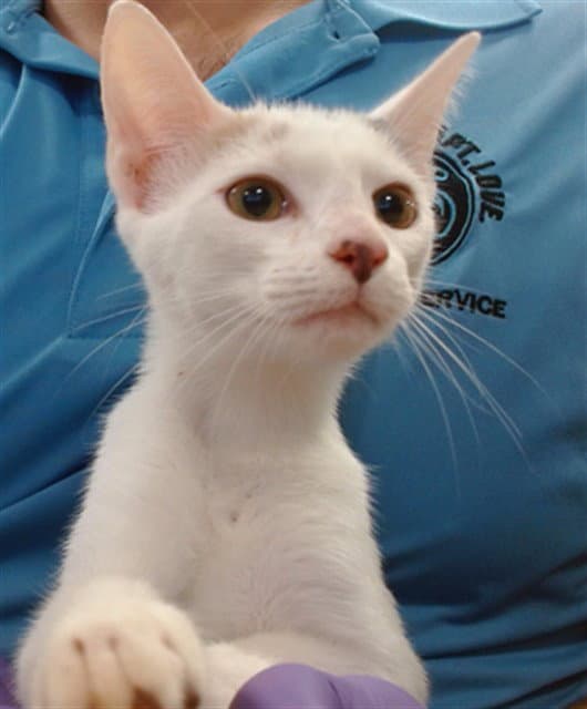 Prue - Domestic Short Hair