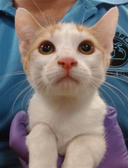 Phoebe image 1