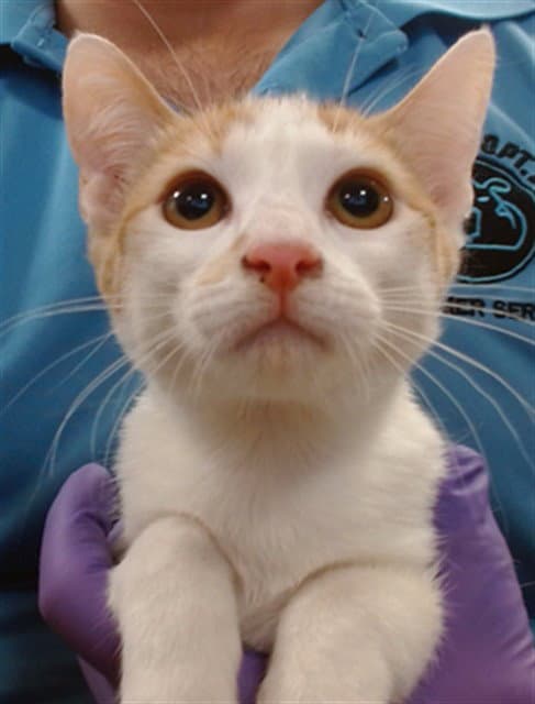 Phoebe - Domestic Short Hair