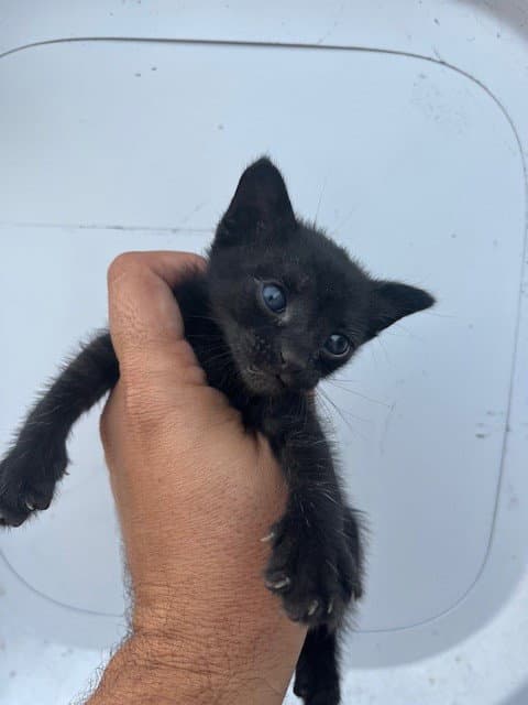 Nut - Domestic Short Hair