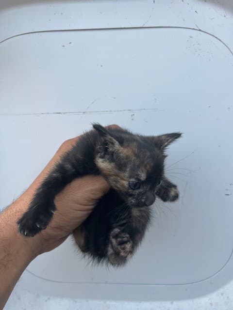 Meg - Domestic Short Hair