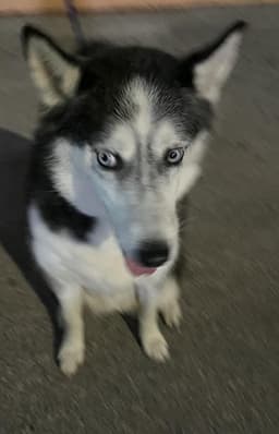 Roxy image 1