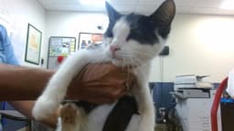Mousey image 1