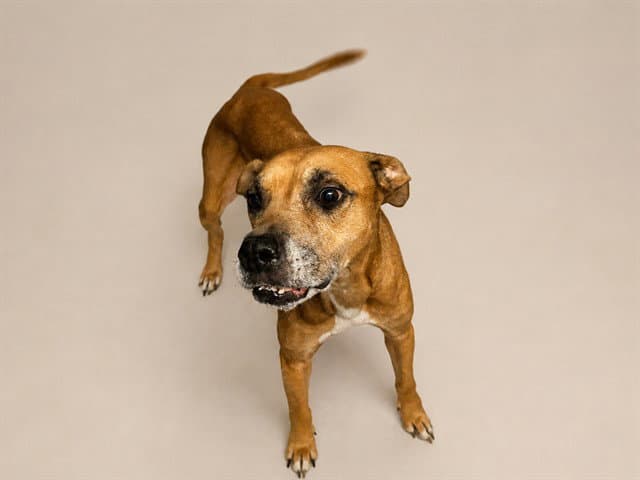 Mia - Boxer