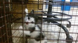 Kitty image 1