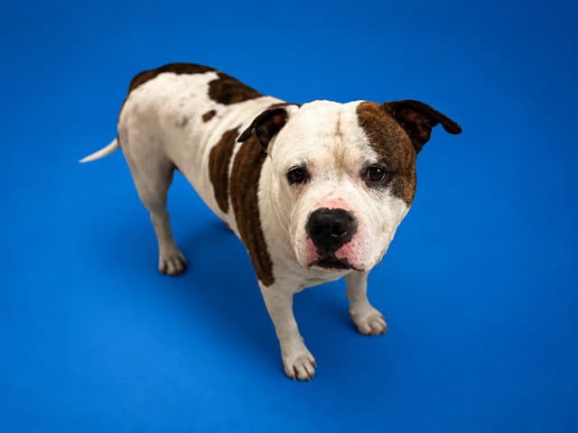 Larry - American Bulldog