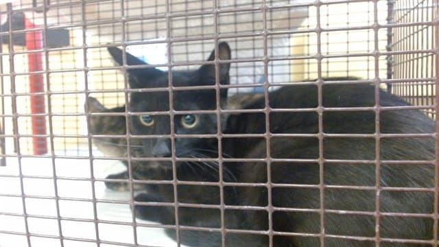 Mickey - Domestic Short Hair