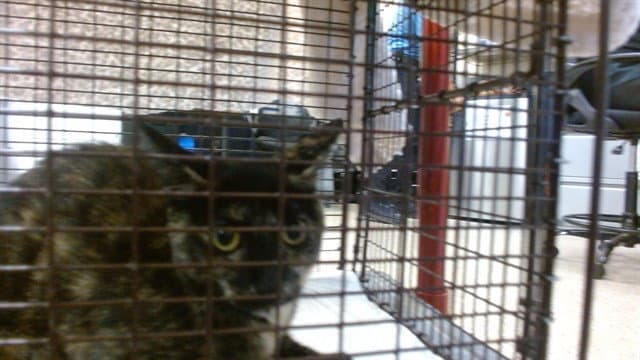 Minnie - Domestic Short Hair