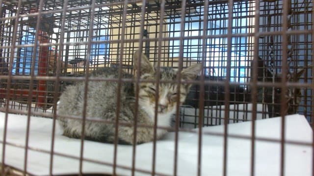 Brownie - Domestic Short Hair