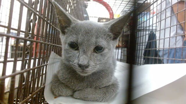 Misu - Domestic Short Hair