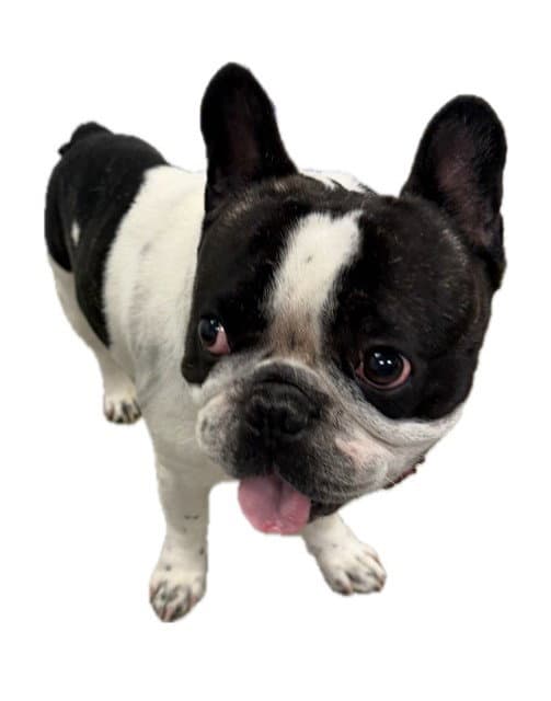 Tarzan - French Bulldog