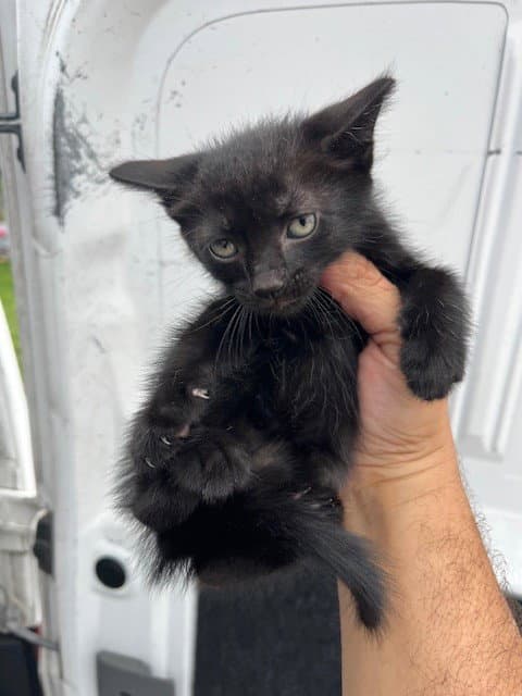 Storm - Domestic Short Hair