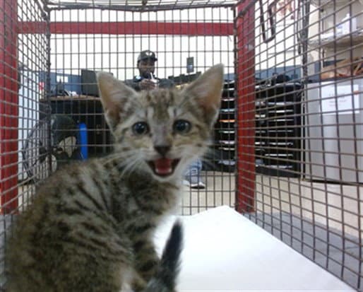 Chuchi - Domestic Short Hair
