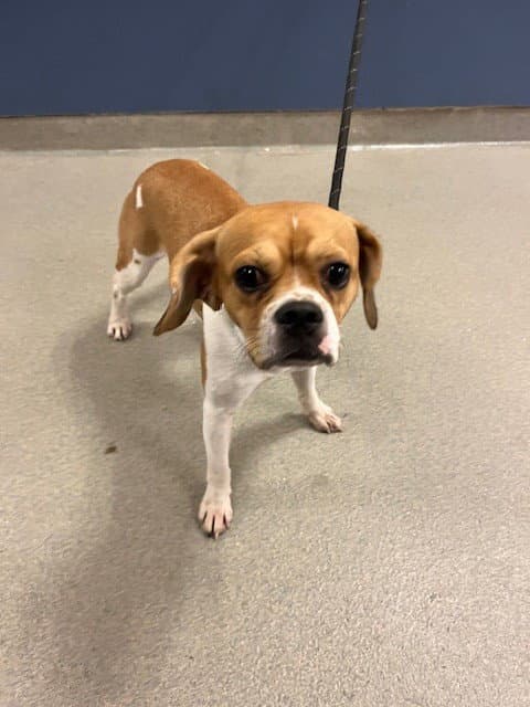 Stimpy - Beagle
