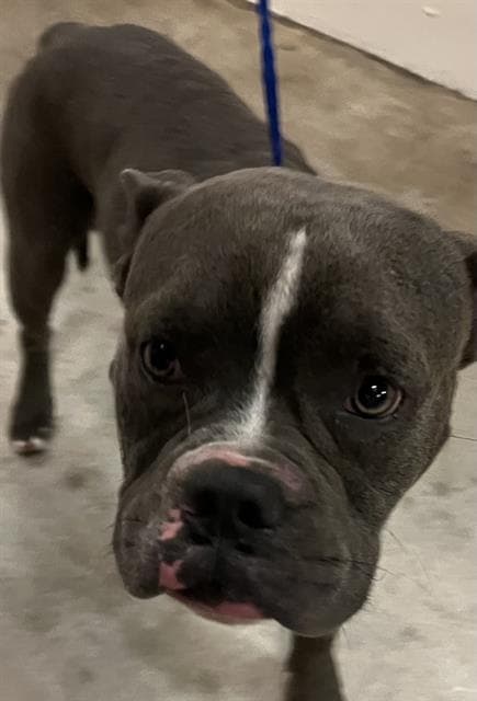 Jason - English Bulldog