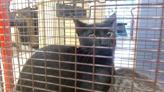 Ben - Domestic Short Hair