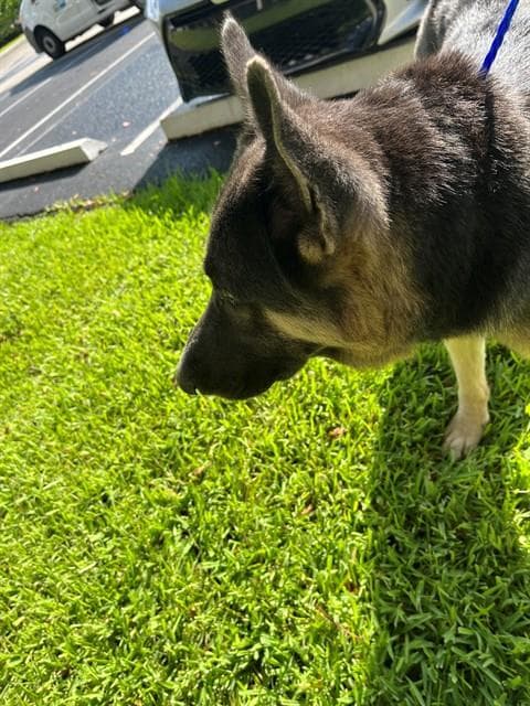 Titan - German Shepherd Dog