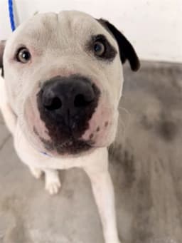 Buddy image 1