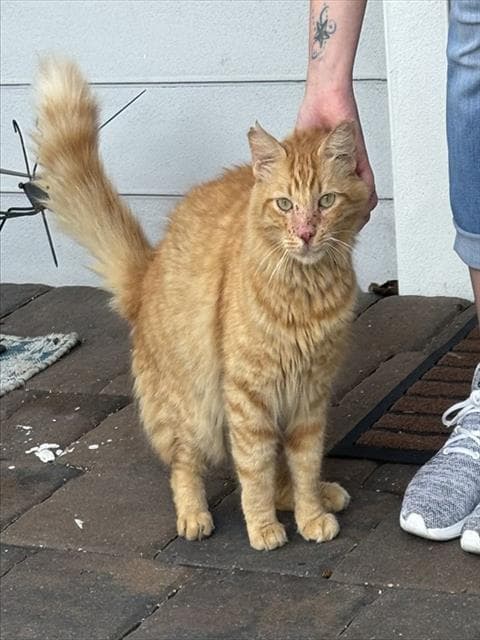 Sherbert - Domestic Short Hair