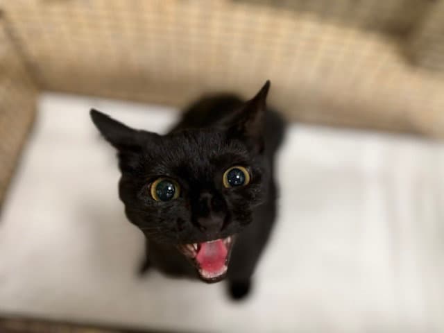 Kayda - Domestic Short Hair
