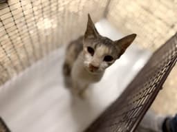 Dina image 1