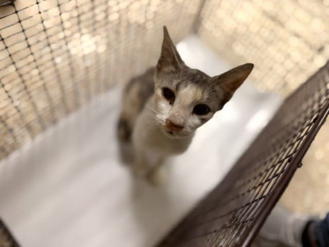 Dina - Domestic Short Hair