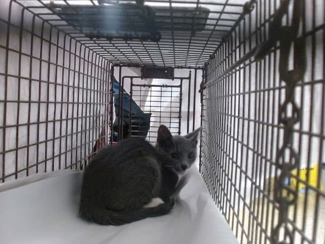 Jack - Domestic Short Hair