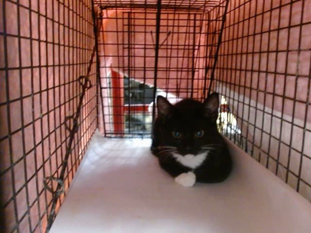Dan - Domestic Short Hair