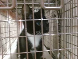 Lia image 1