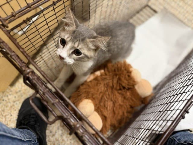 Nikkie - Domestic Medium Hair