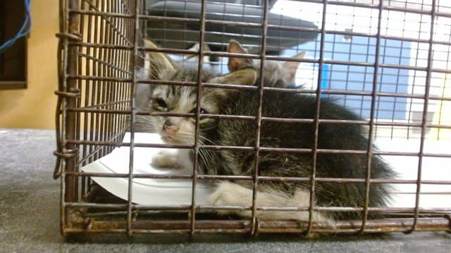 Jerry - Domestic Short Hair