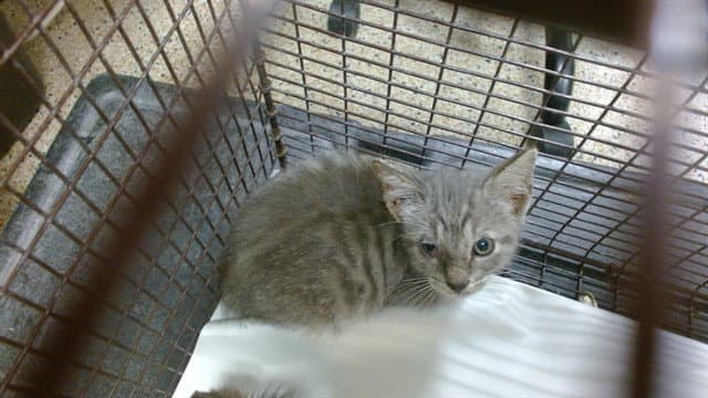 Oogie - Domestic Short Hair