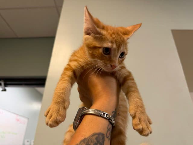 Janko - Domestic Short Hair