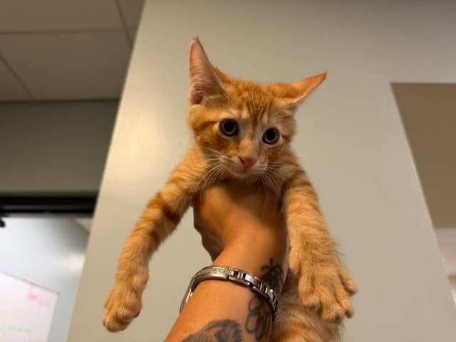 Kia - Domestic Short Hair