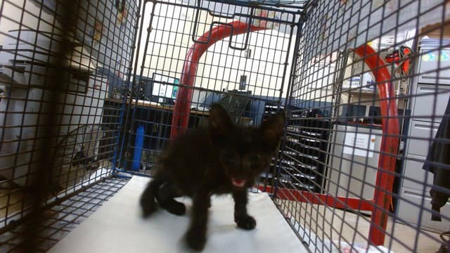 Luna - Domestic Short Hair