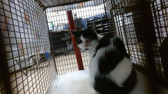 Moon - Domestic Short Hair
