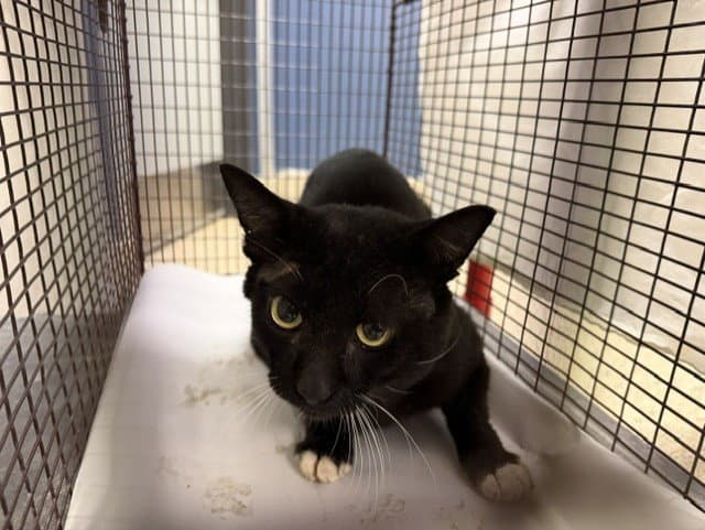 Tux - Domestic Short Hair